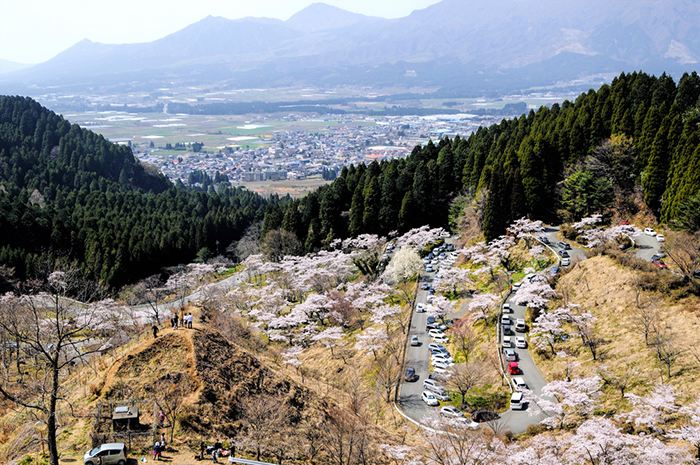 高森峠千本桜