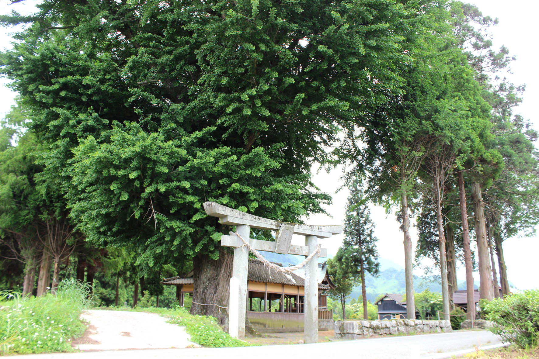 津留年之神社とイチョウ