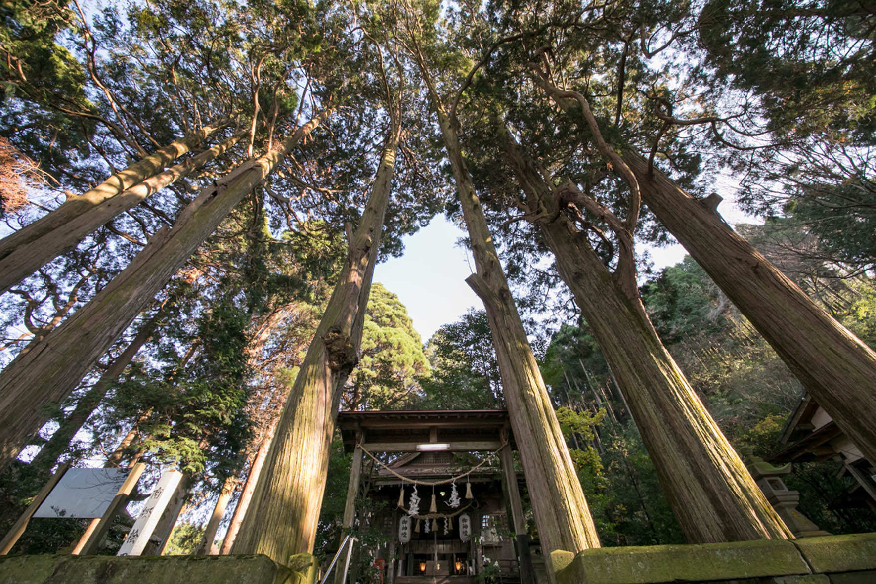 南郷檜（ナンゴウヒ）