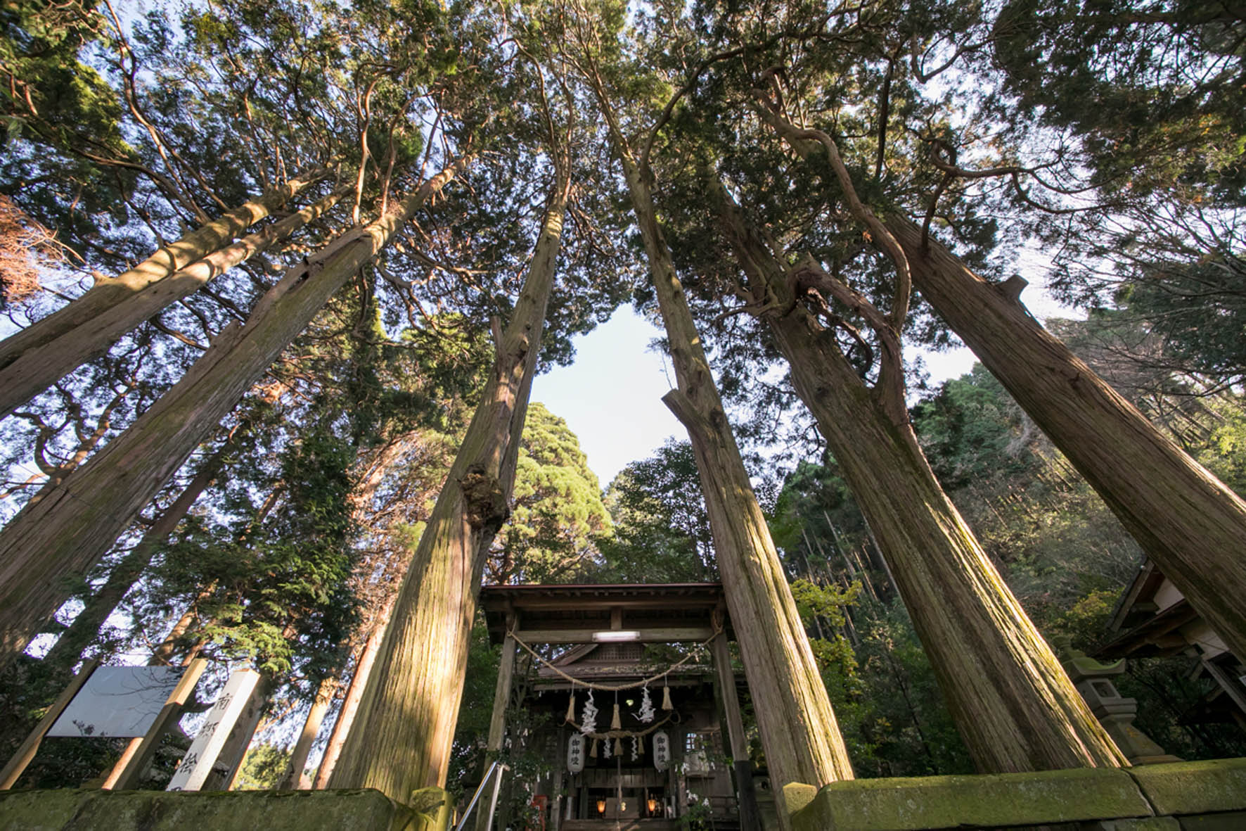 南郷檜（ナンゴウヒ）