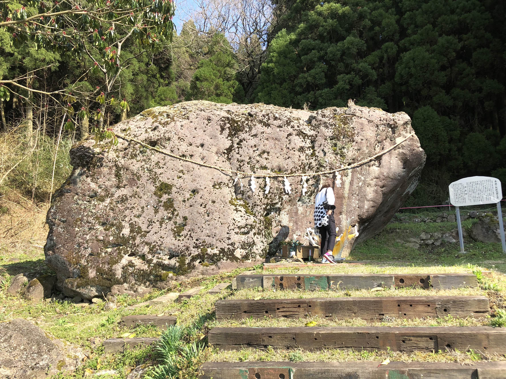 冬野の大石と八重桜